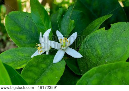 Close Up Of Citrus Limetta Flower India