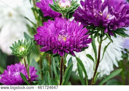 Deep Purple Aster Flowers Growing In The Garden, Callistephus Chinensis Blooming In Autumn