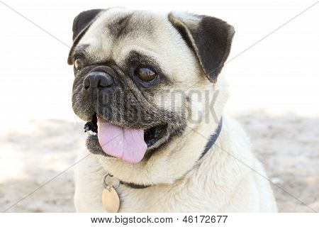 Pug dil