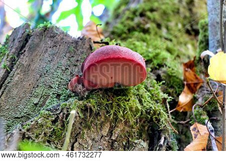 Beefsteak Or Ox-tongue Fungus Aka Fistulina Hepatica Just Emerging From An Oak Tree Stump.