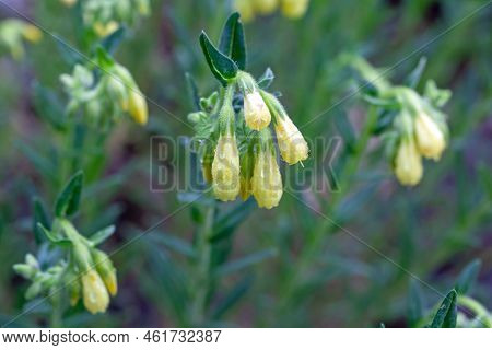 Flowers Of Onosma Stellulata, A Plant Species From The Mediterranean Region.