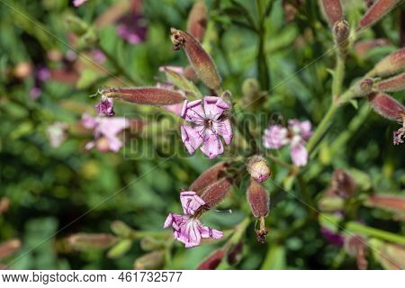 Flower Of The Soapwort Saponaria Sicula