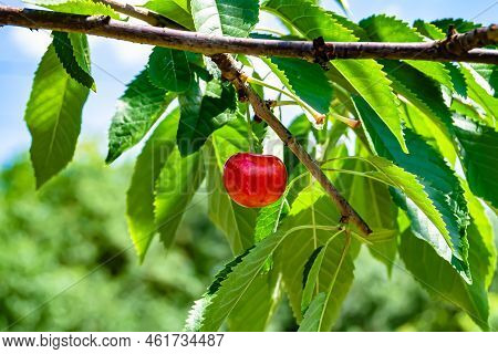 Photography On Theme Beautiful Fruit Branch Cherry Tree
