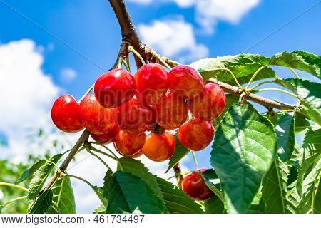 Photography On Theme Beautiful Fruit Branch Cherry Tree