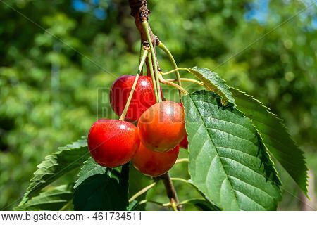 Photography On Theme Beautiful Fruit Branch Cherry Tree