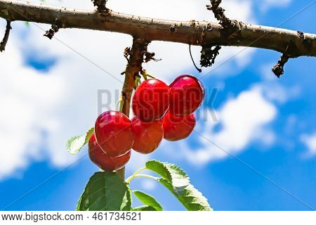 Photography On Theme Beautiful Fruit Branch Cherry Tree