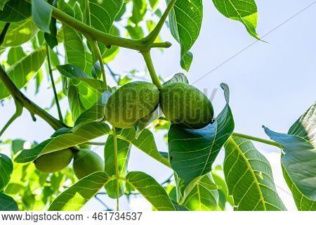 Photography On Theme Beautiful Nut Branch Walnut Tree