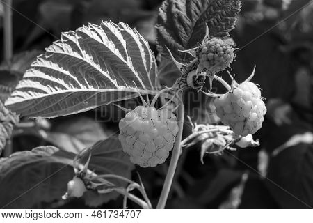 Photography On Theme Beautiful Berry Branch Raspberry Bush