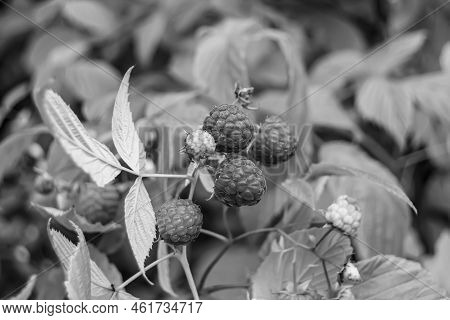 Photography On Theme Beautiful Berry Branch Raspberry Bush