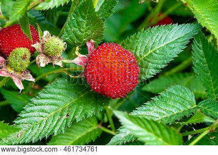 Beautiful Berry Branch Japanese Strawberry Bush