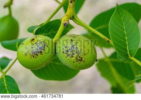 Photography On Theme Beautiful Nut Branch Walnut Tree