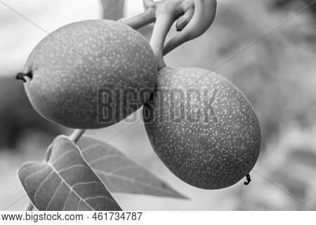 Photography On Theme Beautiful Nut Branch Walnut Tree