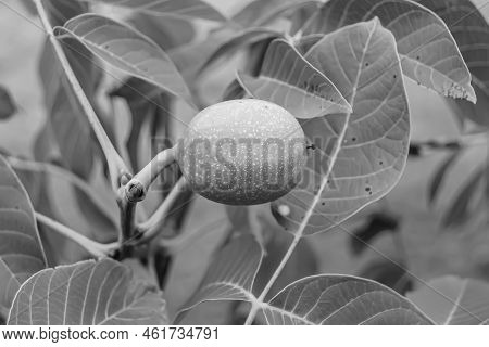 Photography On Theme Beautiful Nut Branch Walnut Tree