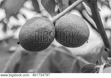 Photography On Theme Beautiful Nut Branch Walnut Tree