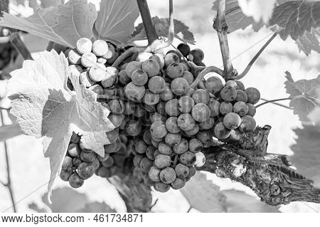 Photography On Theme Beautiful Berry Branch Grape Bush