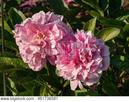 Peony (paeonia Lactiflora) Flowering With Full-pettaled Flowers In Intense Pink Colour And The Many 
