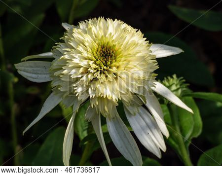 Close-up Shot Of The Coneflower Echinacea Purpurea 'coconut Lime' Flowering With White, Fully Double