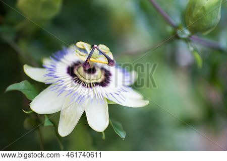 Passiflora Caerulea, Known As Blue Passionflower, Bluecrown Passionflower Or Common Passion Flower. 