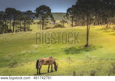 Lonely Horse At Sunny Day, Rio Grande Do Sul Pampa Landscape - Southern Brazil