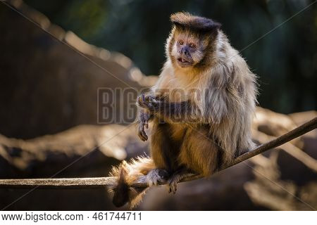 Monkey Sit Down Looking With Food On His Hand, Pantanal, Brazil