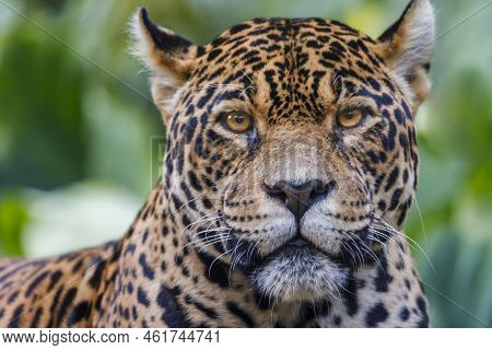 Jaguar Panthera Onca, Majestic Feline Looking At Camera In Pantanal, Brazil