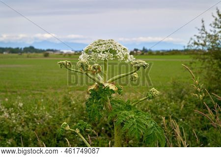 Invasive Plant Giant Hogweed. The Top Of A Dangerous Giant Hogweed Which Can Cause Severe Burns.