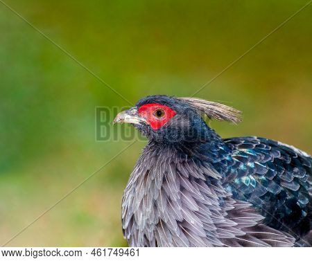 Khalij Pheasant Portrait From Volcanoes National Park