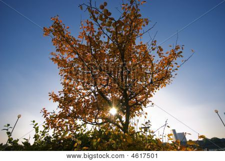 Podzimní strom
