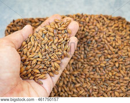 Dry Barley Grain Brown Malt Ingredient In Cooking And Beverage Production. Process Of Making Craft B