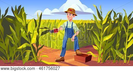 Man Farmer Work On Corn Field, Countryman With Pruner And Wooden Box Collecting Crop. Harvesting, Fa