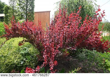 Pigmy Bush Of A Berberis Thunbergii Concorde