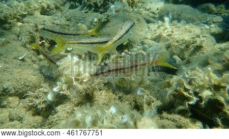 Striped Red Mullet Or Surmullet (mullus Surmuletus) Undersea, Aegean Sea, Greece, Halkidiki