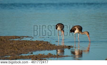 South Florida Bird Ibises At The Chokoloskee Island.