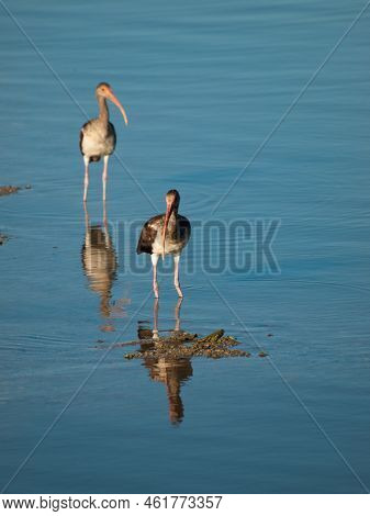 South Florida Bird Ibises At The Chokoloskee Island.