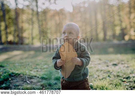 Portrait Of Cute Little Boy With Big Leaf Wearing Knitted Hoodie In Nautre, Autumn Concept.