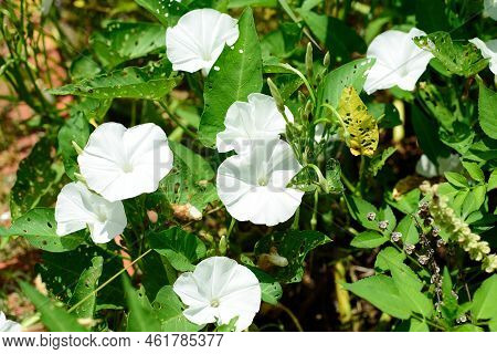 Calystegia Sepium White Flowers Growing In Vietnam