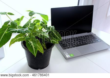 Foliage Plant And Notebook On The White Table In The Room