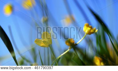Close-up, In The Wind A Yellow Little Flower Swaying, Against A Background Of Green Grass And A Blue