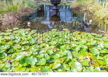 Pond With Large Floating Green Leaves Of Aquatic Plants Water Lily Or Lotus With Other Plants, A Fou