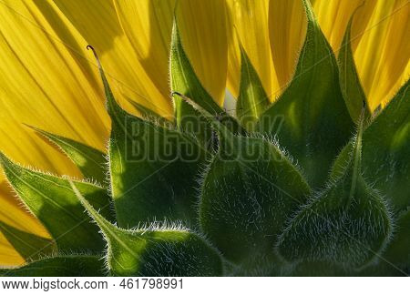 There's A Bug In My Sunflower! The Backside Of A Sunflower Blossom Is Highlighted,  But The Bug Stea