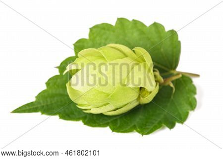 Hop On Leaf Isolated On White Baxkground