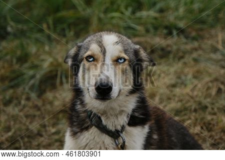 Muzzle Of Mutt With Heterochromia. Hid Ears, Wary And Distrustful. Alaskan Husky With Blue Eyes Sits