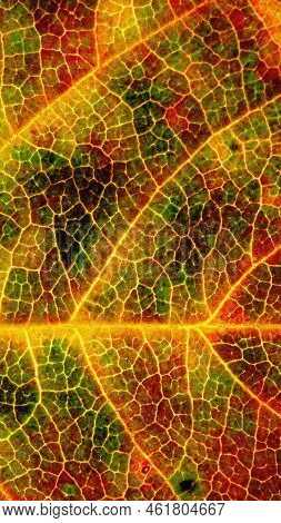 Leaf Of A Fruit Plant Closeup. Abstract Natural Vertical Background. Yellow And Red Colorful Colors.