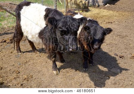 Belted Galloway skot