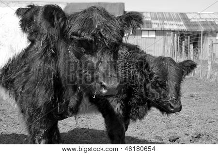 Belted Galloway skot
