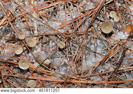 Mushrooms On The Forest Floor Covered By Hail. The Nublo Rural Park. Tejeda. Gran Canaria. Canary Is