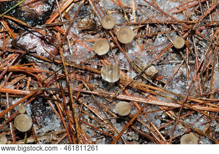 Mushrooms On The Forest Floor Covered By Hail. The Nublo Rural Park. Tejeda. Gran Canaria. Canary Is