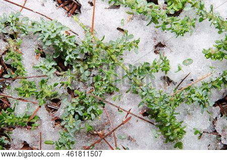 Fallen Branches Of The Shrub Chamaecytisus Proliferus On The Forest Floor Covered By Hail. Tejeda. G