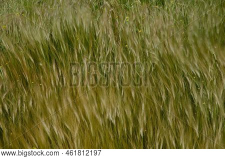 Oats Avena Sp. And Shortpod Mustard Hirschfeldia Incana Moving By The Wind. La Aldea De San Nicolas.