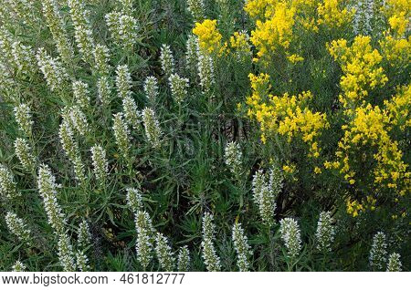 Shrubs Echium Onosmifolium To The Left And Teline Microphylla To The Right In Flower. Reserve Of Ina